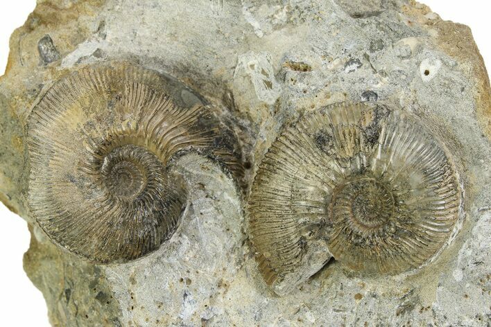 Jurassic Ammonite (Sigaloceras) Fossils - Gloucestershire, England #351252